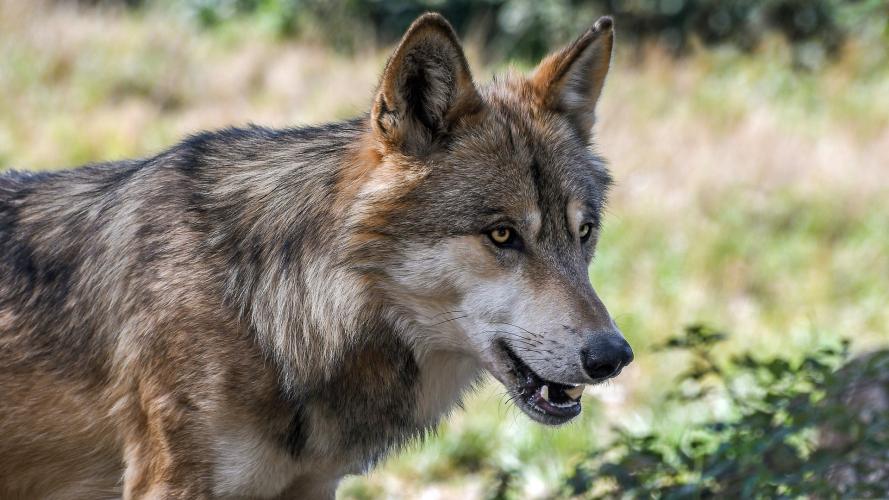 De wolf in Vlaanderen